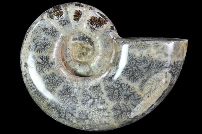 Polished Ammonite (Anapuzosia?) Fossil - Madagascar #88087